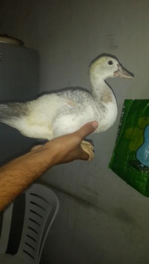 vendo patito criollo