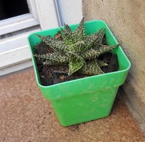 Aloe Pepe (Aloe Discoingsii x Aloe Haworthioides) m 6