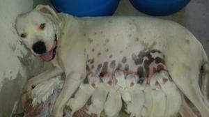 CACHORROS DOGO ARGENTINO