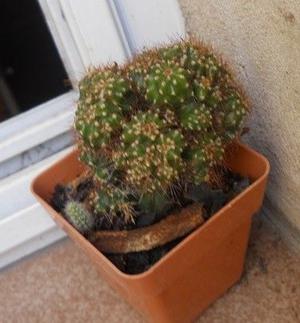 Cactus Cereus Peruvianus monstruoso Maceta 6