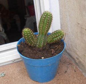 Cactus chamaelobivia maceta 10