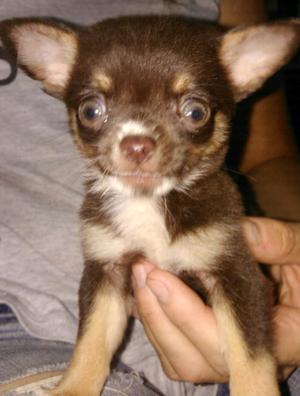 Chihuahua hembra hermosa