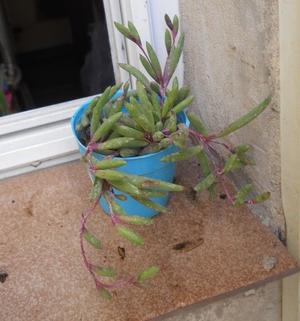 Planta suculenta othona capensis maceta 8