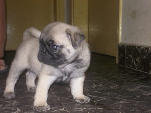 ULTIMA CACHORRA DE PUG CARLINO