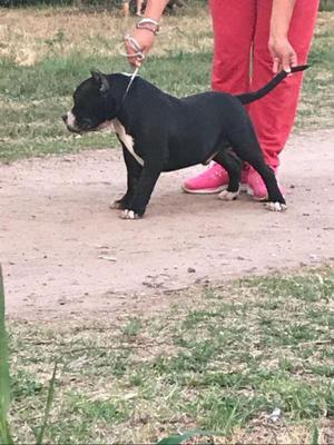 VENDO CACHORRO AMERICAN BULLY CON ABKC