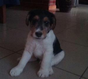 VENDO CACHORRO FOX TERRIER WIRE