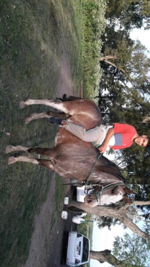 Vendo caballo overo Colorado mando de andar garantizo