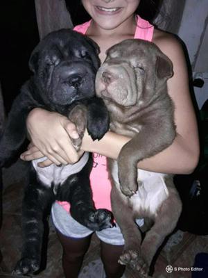 Vendo cachorros shar pei.