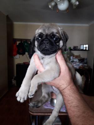 Vendo hermosos pug carlinos