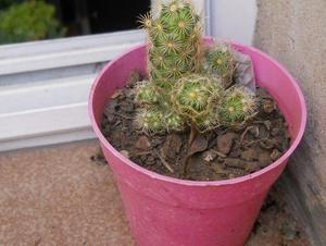 cactus mammilaria elongata rubra maceta 8