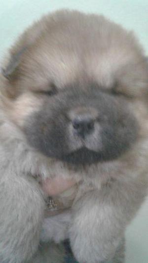 chow chow (ultima hembrita)