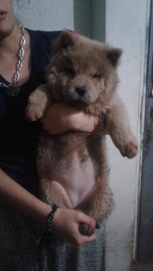 ltima cachorra de chow chow hembra