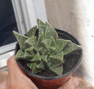 planta euphorbia medusae maceta 10