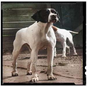 CACHORROS POINTER INGLES A LA VENTA