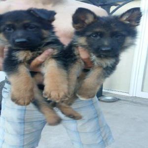 Cachorros Pastor Ovejero Aleman