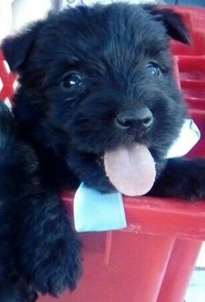 Cachorros de Scottish Terrier