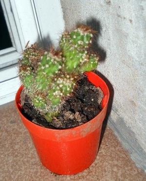 Cactus Cereus Jamacaru F. Monstruosus M 6