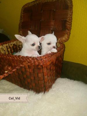 Chihuahuas con pedigre.Varios colores