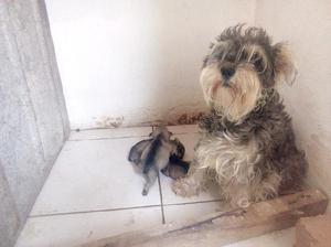 Schnauzer miniatura varios camadas
