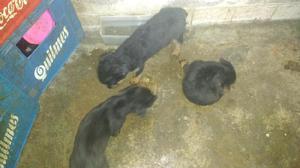 Vendo Rottweiler vacunados