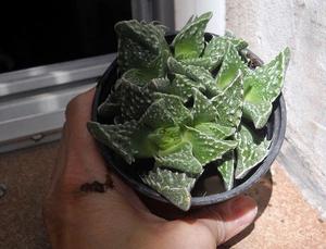 planta faucaria maceta 9 colmada