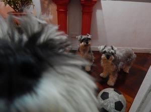 schnauzer mini sal y pimienta hijo de campeon para servicio