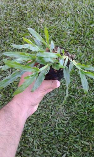 Césped de hoja ancha o grama Bahiana