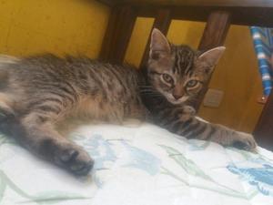 Gatito En Adopción, Leer Antes De Ofertar