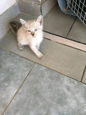 Gatitos en adopción