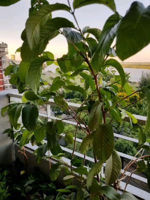 Plantas de Gustabas