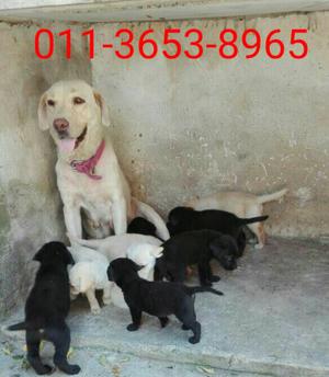 Se venden cachorros labradores retriever