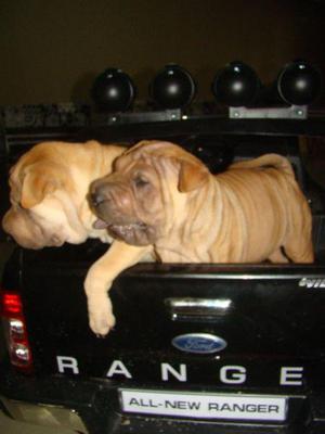 Shar Pei Hembras