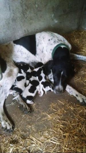 VENDO CACHORROS POINTER