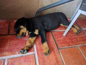 Vendo cachorro hembra de Rottwailer