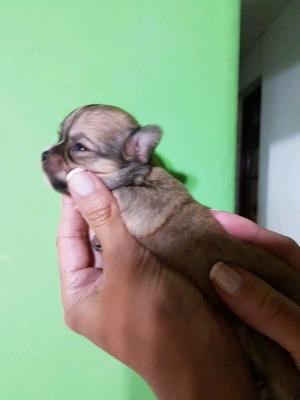 cachorro chihuahua pelo largo bien pequeño