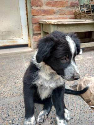 Border collie macho puro