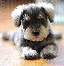 CACHORRITAS SCHNAUZER MINI