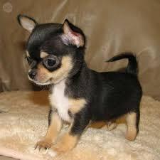 Cachorrita de Chihuahua¡¡¡Hermosa y juguetona!!!
