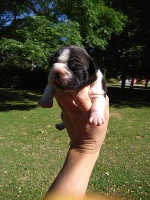 Cachorros bulldog francés