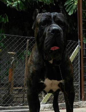 Cane corso