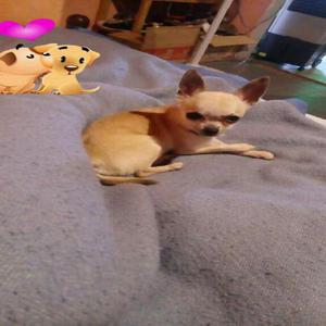 Chihuahua Busca Novias