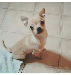 Chihuahua Busco Novia