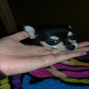 Chihuahua Hembra de Bolsillo