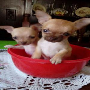 Chihuahua Mini Hembritas