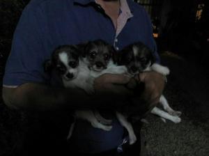Chihuahuas Cruza con Shitzu