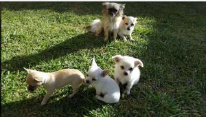 Chihuahuas Machos Y Hembra
