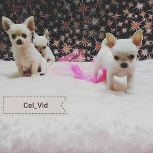 Chihuahuas Miniatura