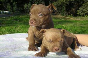 Pitbull Red Nose Cachorros