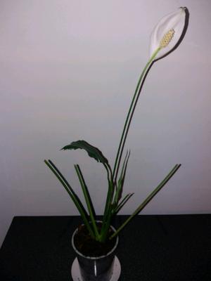 Spatifilium Planta calita