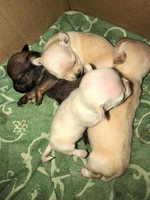 Vendo Chihuahuas